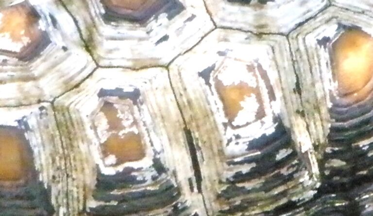 La Coraza Caracterial y Muscular