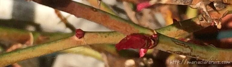 Chivos expiatorios… reflejos de la perversión social y familiar