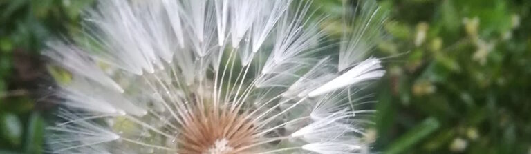 ¿Cómo hubiera sido?