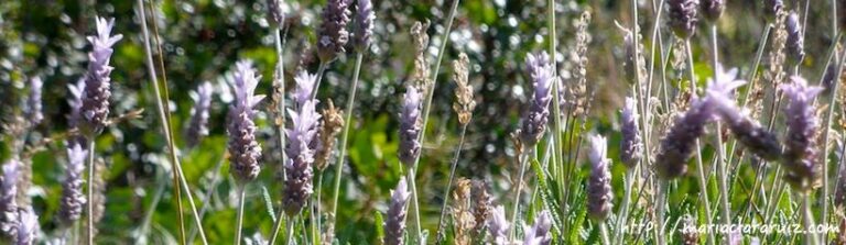 Compulsión a la Limpieza