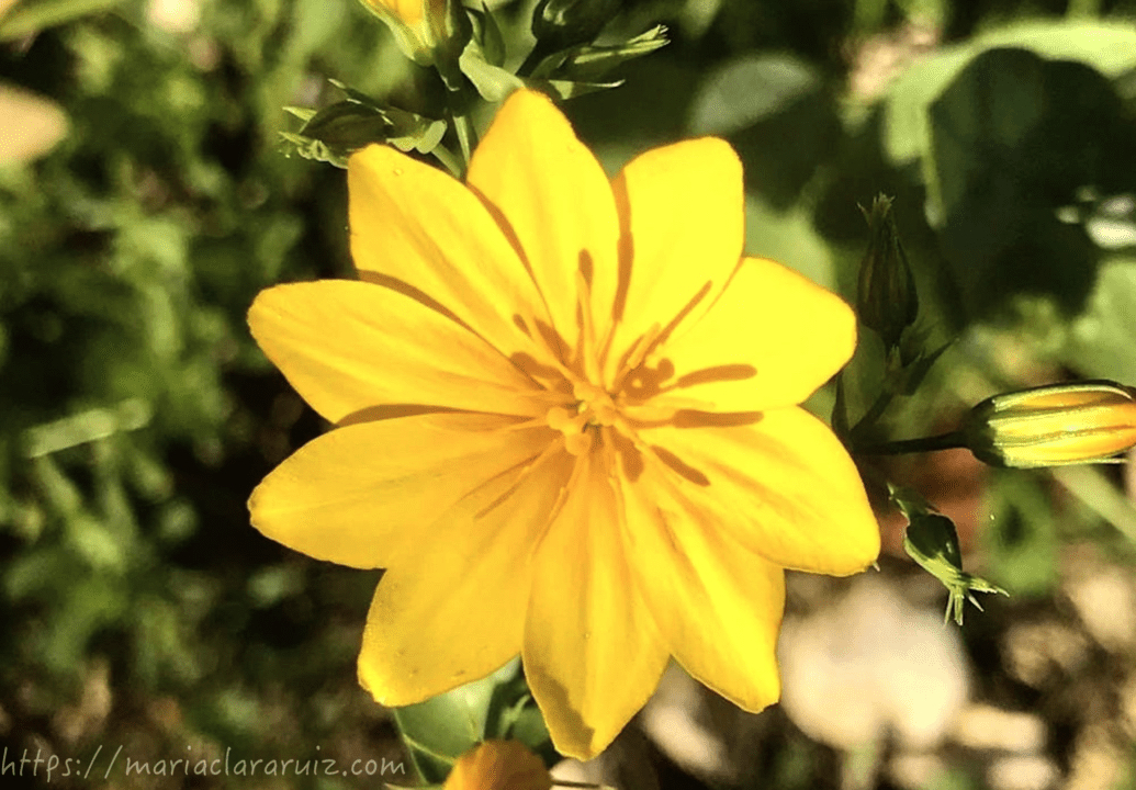 ¿Cuándo es oportuno acudir a Psicoterapia?