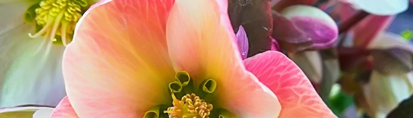 Cuidar de los Demás… compulsivamente