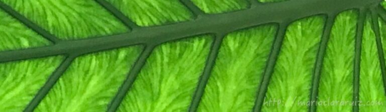 De Purismos y Realidades