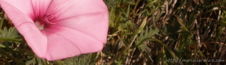 Del afán de Reconocimiento a la Depresión