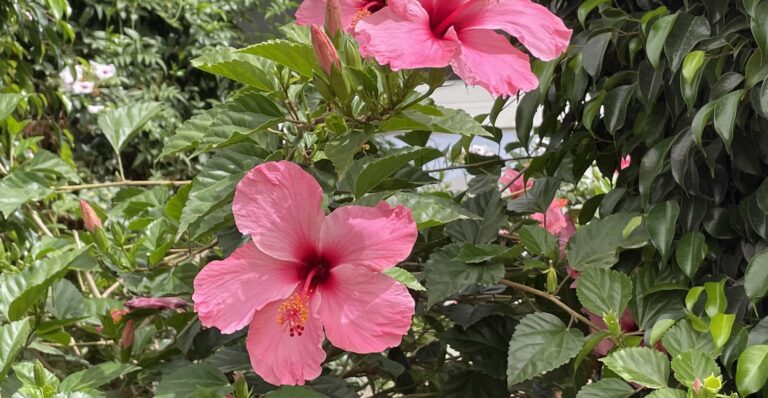 Después de la Psicoterapia