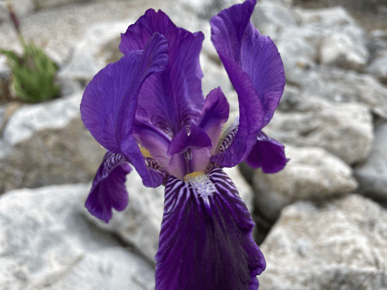 duelos biografia denia Duelos, tatuajes de nuestra biografía