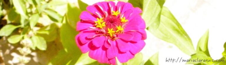 El Aborto - Un Duelo que se puede Resolver