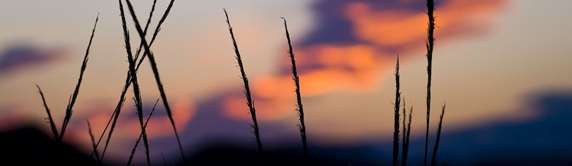 Desierto Emocional – Wilhelm Reich