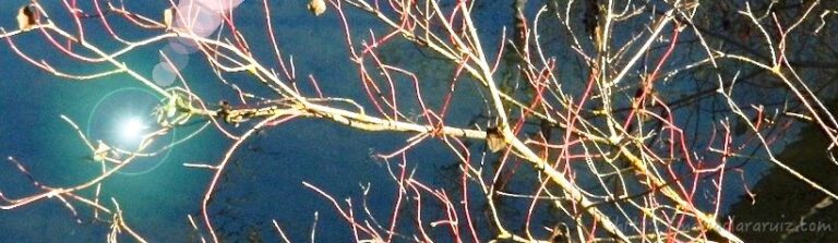 Evitando Conflictos… Las Defensas del Carácter