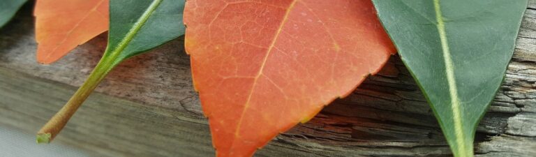 Éxito en el Trabajo… ¿Fracaso en el Amor?