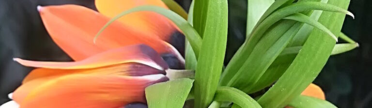 Hombres en Psicoterapia