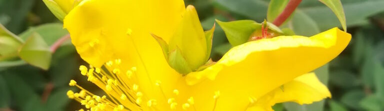 La Primera llamada al Psicólogo... ¿Usted sí me podrá ayudar?