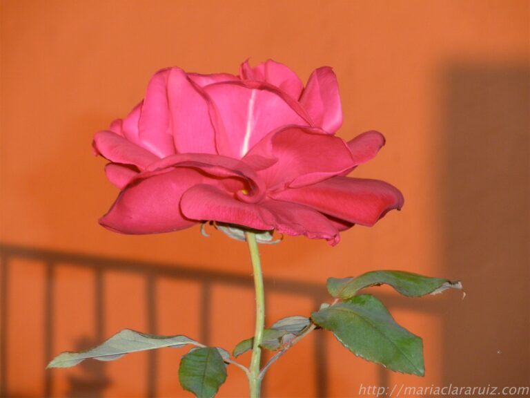 La Voluntad de Entenderse