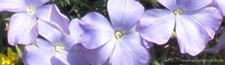 NO es NO… y a veces hasta la pregunta sobra