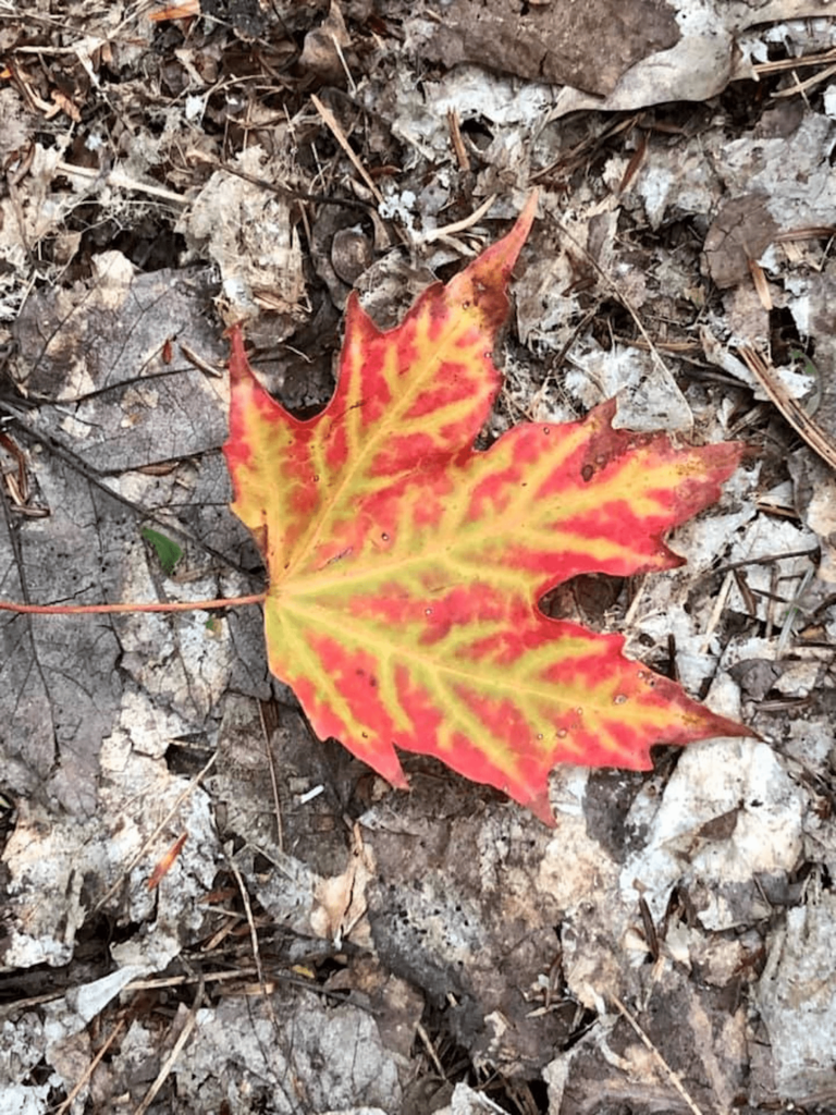 Psicoterapia - Que el Remedio no sea peor que la Enfermedad