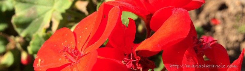 Regresar a las Heridas como parte de la Curación