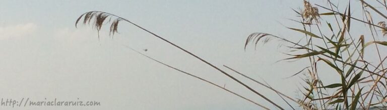 La trampa de la (hiper)Responsabilidad