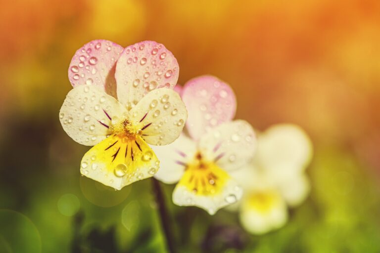 Terapia psicológica