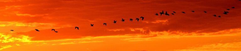 Viviendo con el Corazón - Día Internacional del Migrante