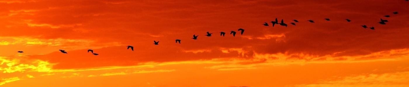 Viviendo con el Corazón - Día Internacional del Migrante