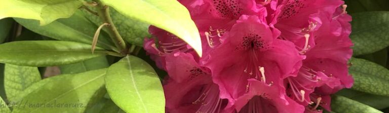 Vivir en torno a la Enfermedad