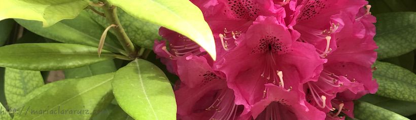 Vivir en torno a la Enfermedad