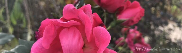 Vulnerables al Abuso